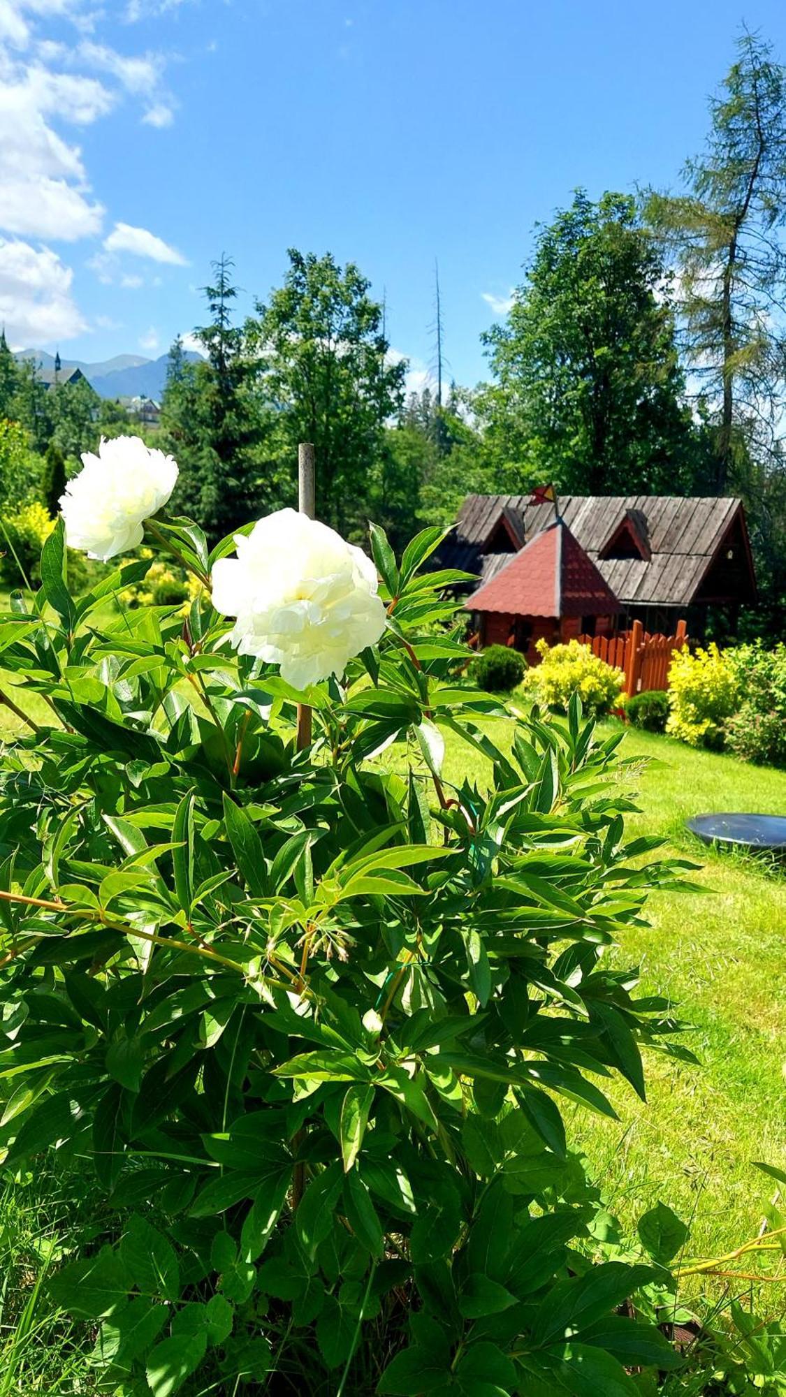 Willa Posrednia Zakopane Bagian luar foto
